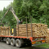 Vrachtwagen geladen met houten palen